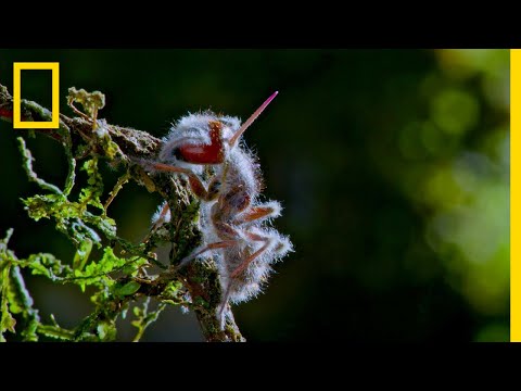 'Zombie' Parasite Takes Over Insects Through Mind Control | National Geographic