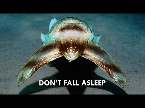 Cuttlefish use Hypnosis to Hunt