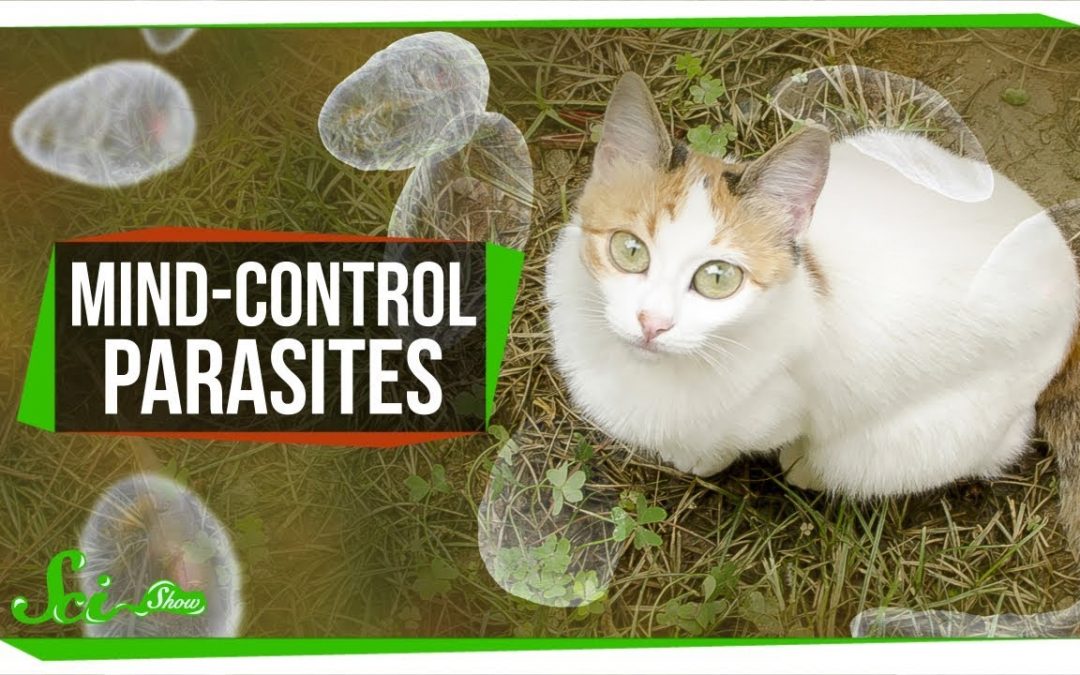 How Mind-Controlling Parasites Teach Us About Brains