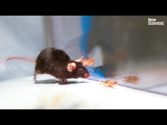 Mice made to kill using mind control lasers